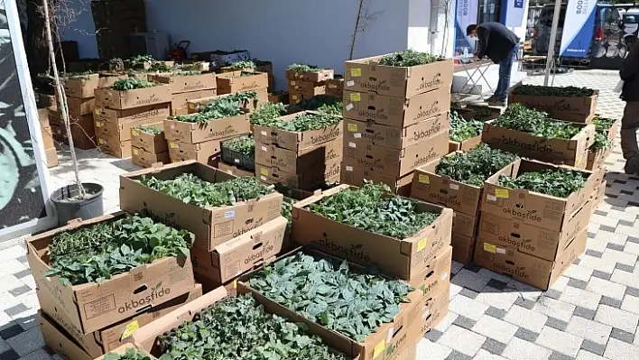 Bodrum Belediyesi 154 bin yazlık fideyi üreticilere hibe etti