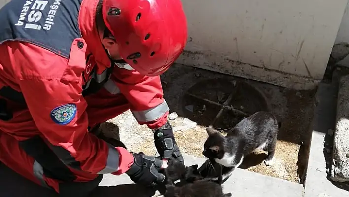 Bodrum'da duvar kaplamasına sıkışan kedi yavruları kurtarıldı