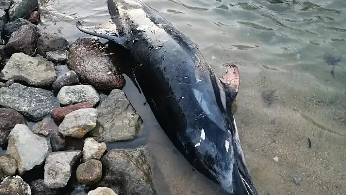 Bodrum'da sahile vuran ölü yunus balığı ekipelri harekete geçirdi