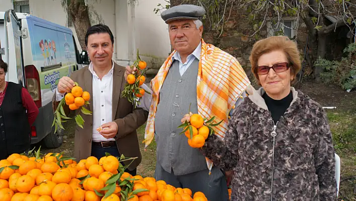 Bodrum mandalinası tüm Türkiye'de