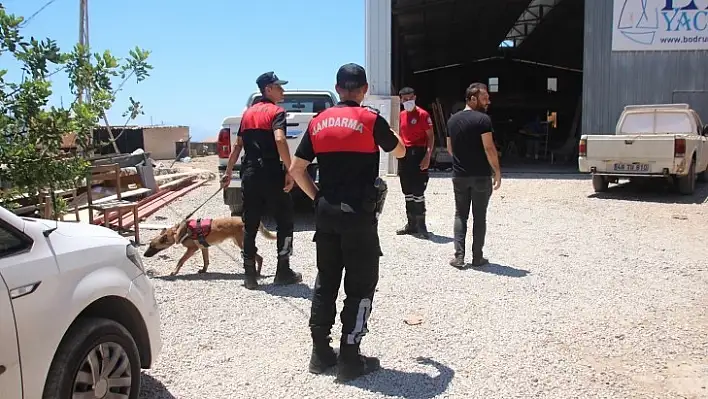 Bodrum Şokta! Köpek, İnsan Kafatası Buldu!