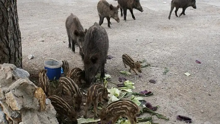 Bodrum'a Sessizlik Çökünce Yaban Domuzları Şehre İndi