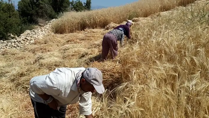 Buğday hasadını geleneksel yöntemlerle yapıyorlar