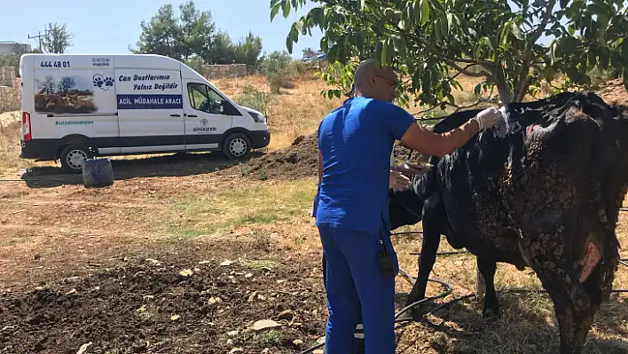 Büyükşehir Acil Müdahale Aracı ile Yangından Etkilenen Hayvanlara Müdahale