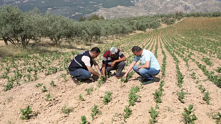 Büyükşehir, Dolu Felaketinin Yaralarını Üreticiyle Birlikte Sarıyor