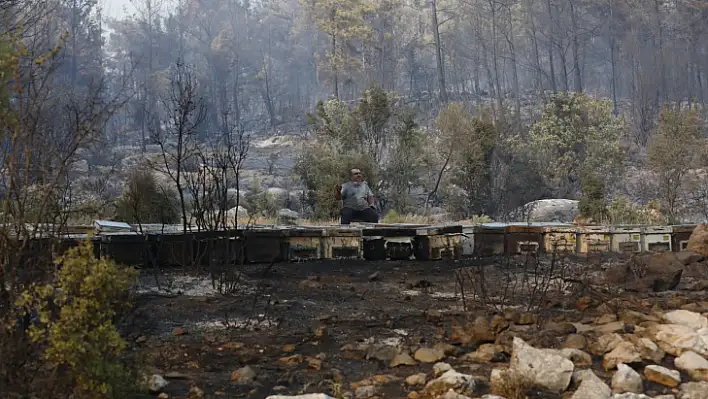 Büyükşehir Yangından Etkilenen Arıcılara Destek Olacak