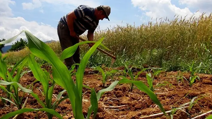 Çiftçilerden Koronaya İnat Üretim