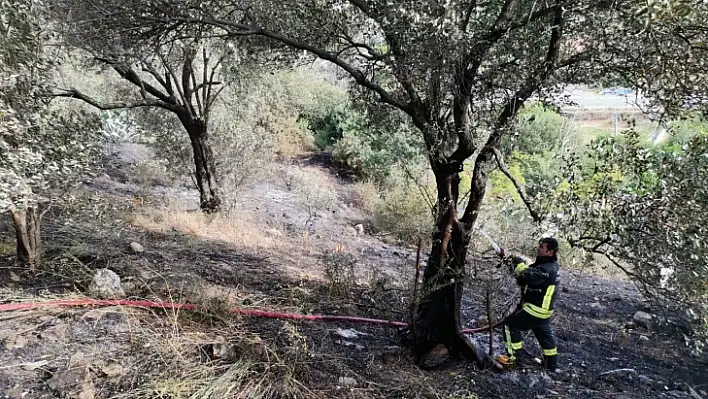 Dalaman'da zeytinlik alanda çıkan yangın söndürüldü