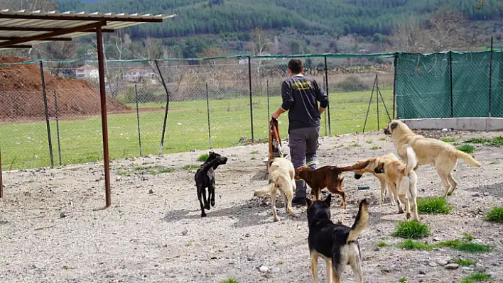 DEPREMZEDE KÖPEKLER TEDAVİ EDİLİYOR