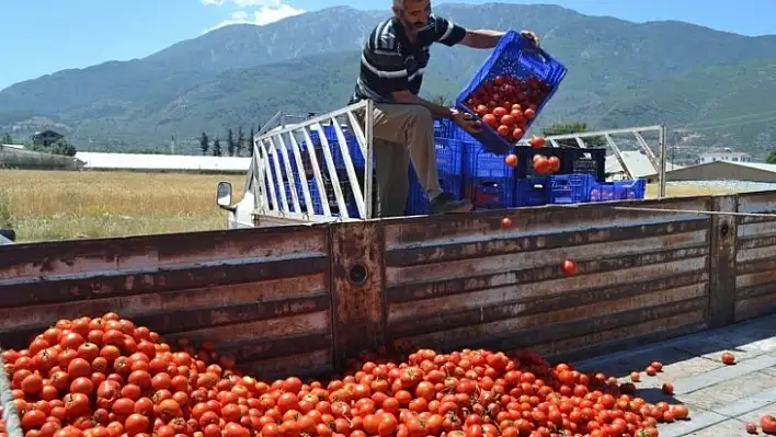 Domatesin kasası 1 TL