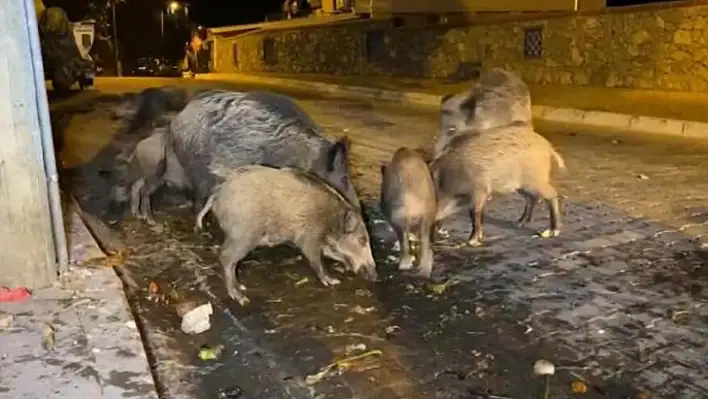 DOMUZLAR ŞEHRE İNDİ