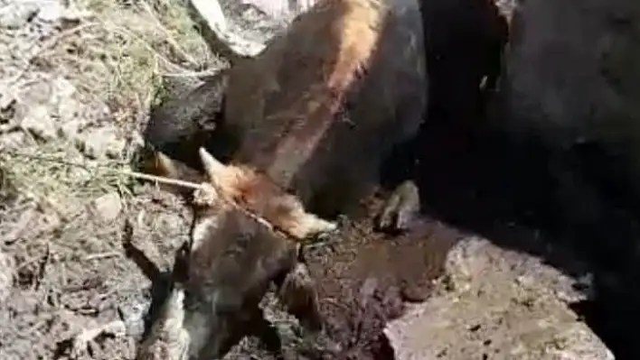 Düştüğü Bataklıktan İtfaiye Kurtardı