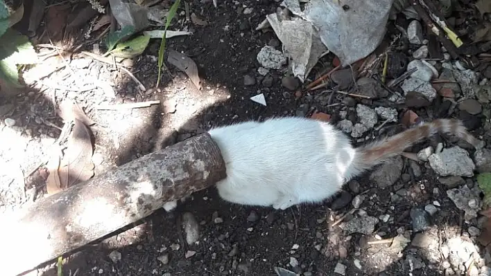 Fethiye'de Kafası Demir Boruya Sıkışan Yavru Kedi Kurtarıldı