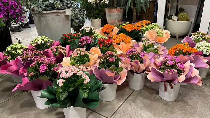 Fethiye'de Kasım ayının gözdesi 'Kasımpatılar' oldu