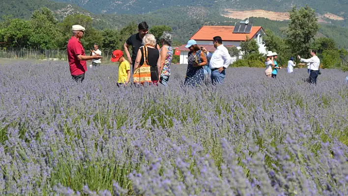 Fethiye'de Kurulan Lavanta Bahçesinde Üçüncü Hasat Alındı