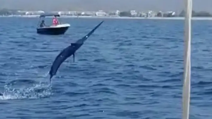 Fethiye'de oltaya 3 metrelik kılıç balığı takıldı!