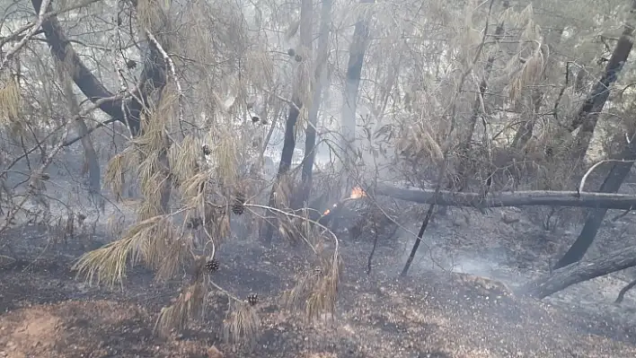 Fethiye'de orman yangını