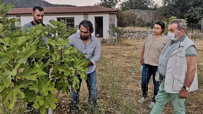 Fethiye Kaya İnciri'ne İhracat Kapısı Açılıyor