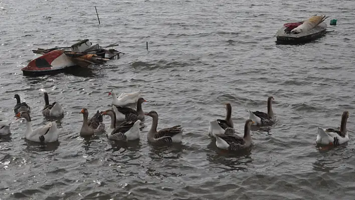 Fethiye Ördek Adası'nda Renkli Görüntüler