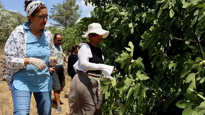 Fethiye ve Seydikemer'de Üstün İncir Tipleri Belirleniyor