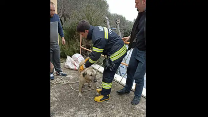 Havuza düşen köpek kurtarıldı