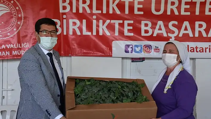 İlk karpuz hasadı gerçekleşti, üreticilere fide dağıtıldı