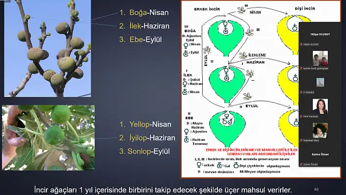 İncir Yetiştiriciliği Eğitimi