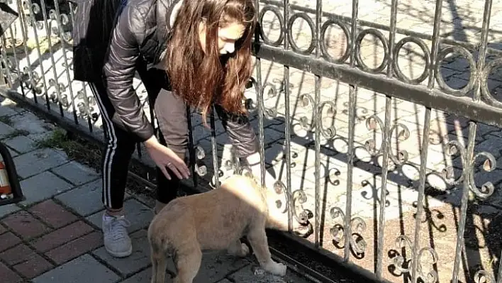 Kafası Demir Korkuluklara Sıkışan Yavru Köpeği İtfaiye Kurtardı