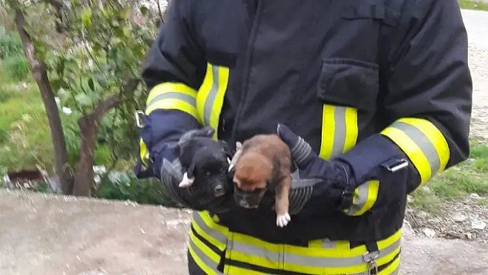 Kanalda mahsur kalan köpek ile yavruları kurtarıldı