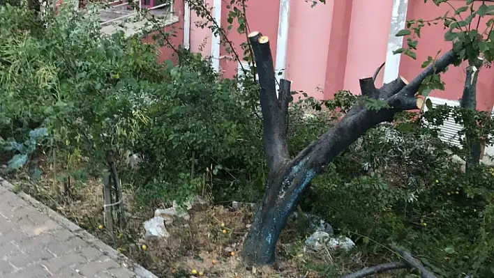 Komşularına Kızdı, Kendi Diktiği Ağaçları Kesti !