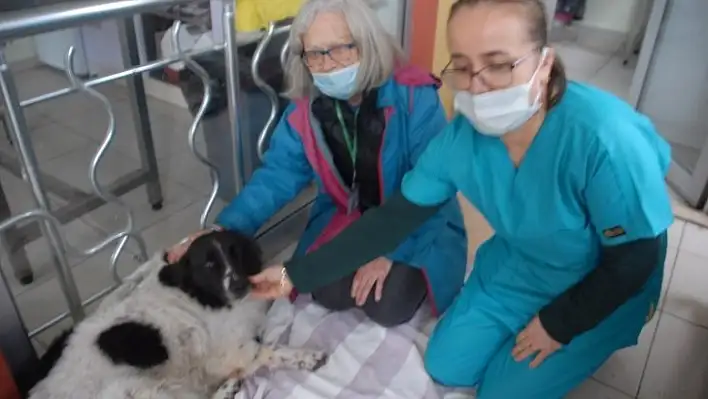 Komşusunun, köpeğini sert cisimle yaraladığını ileri sürdü 