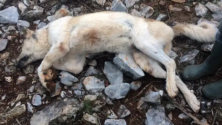 Köpeği fazla ekmek yiyor diye öldürdü  