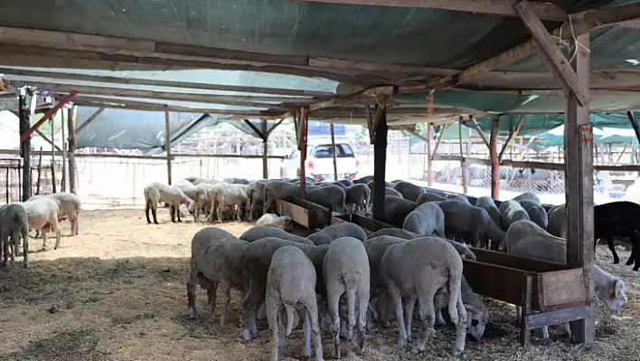 Kurbanlıklar Görücüye Çıktı 