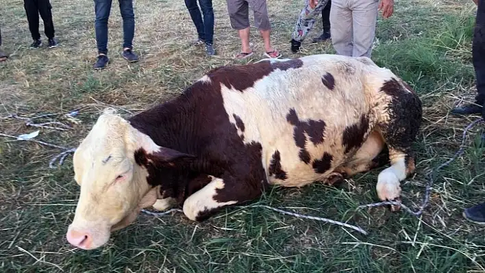 Kuyuya Düşen İneği İtfaiye Ekipleri Kurtardı