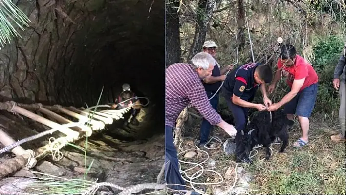 Kuyuya düşen keçiler kurtarıldı