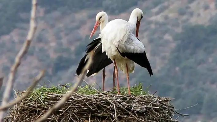 Leylekler Mevsimleri Şaşırdı