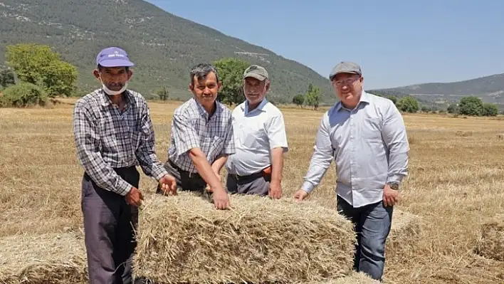 Menteşe'de 'Karakılçık' Hasadı Başladı