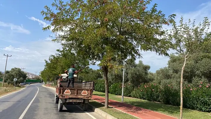 Mevsimsel Bakım, Temizlik Ve Ağaçlandırma Çalışmaları Devam Ediyor