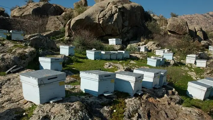 Muğla'da Apiterapi Merkezi kurulması çalışmaları kapsamında Vali Orhan Tavlı başkanlığında toplantı yapıldı