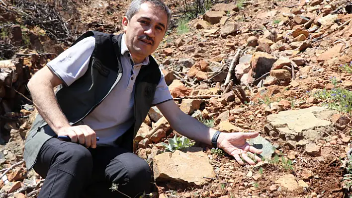 MUĞLA'DA BÜYÜK YANGINLARIN 1. YILINDA YANAN ALANLAR TEKRAR YEŞERİYOR