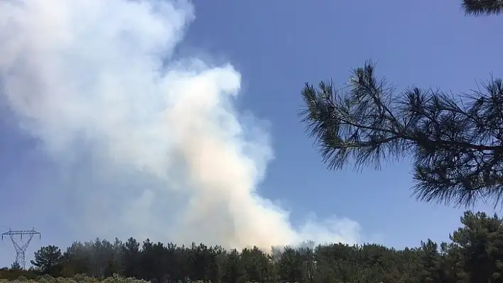 Muğla'da orman yangını