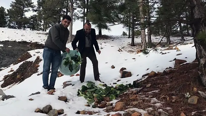 Muğla'daki Yaban Hayvanlarına Yem