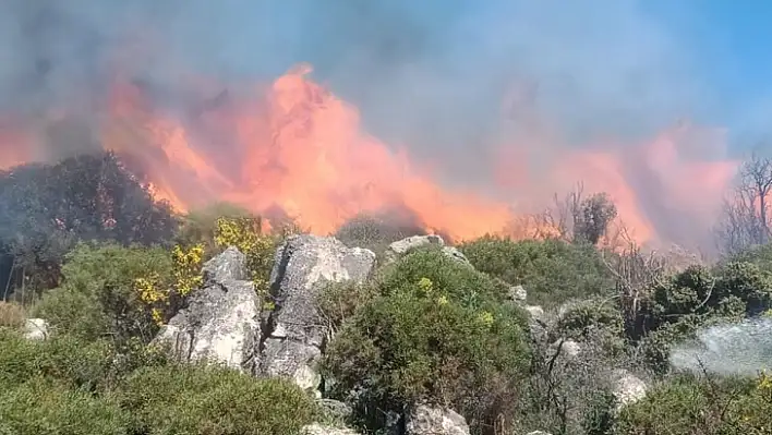 Ormanlık alanda çıkan yangın paniğe neden oldu