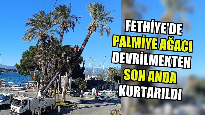 Palmiye ağacı az kalsın devriliyordu