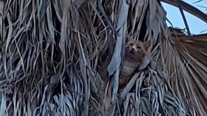 Palmiye ağacında mahusr kalan kedi kurtarıldı 