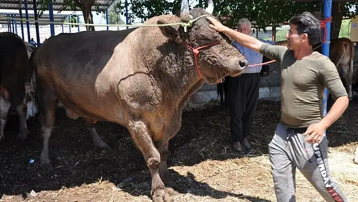 Pazarın Gözdesi Şampiyon Satılmazsa, Arenaya Çıkacak