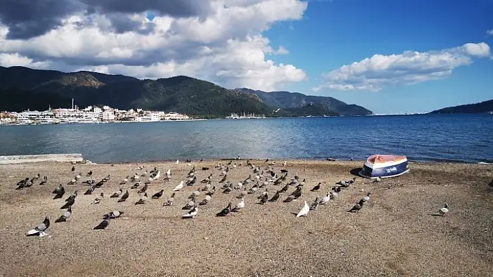Sahiller Güvercin ve Martılara Kaldı
