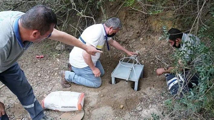 Şehre inen yaban domuzları için çalışma başlatıldı