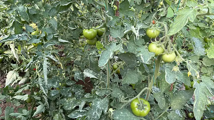 Seralarda külleme ile mücadele