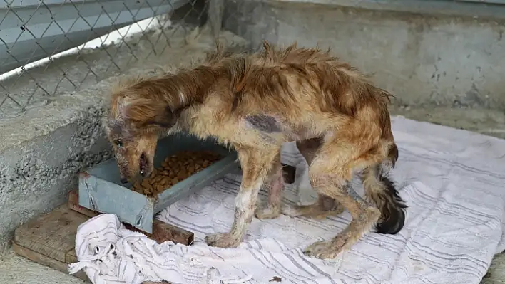 Seydikemer Belediyesi hasta köpeğe sahip çıktı